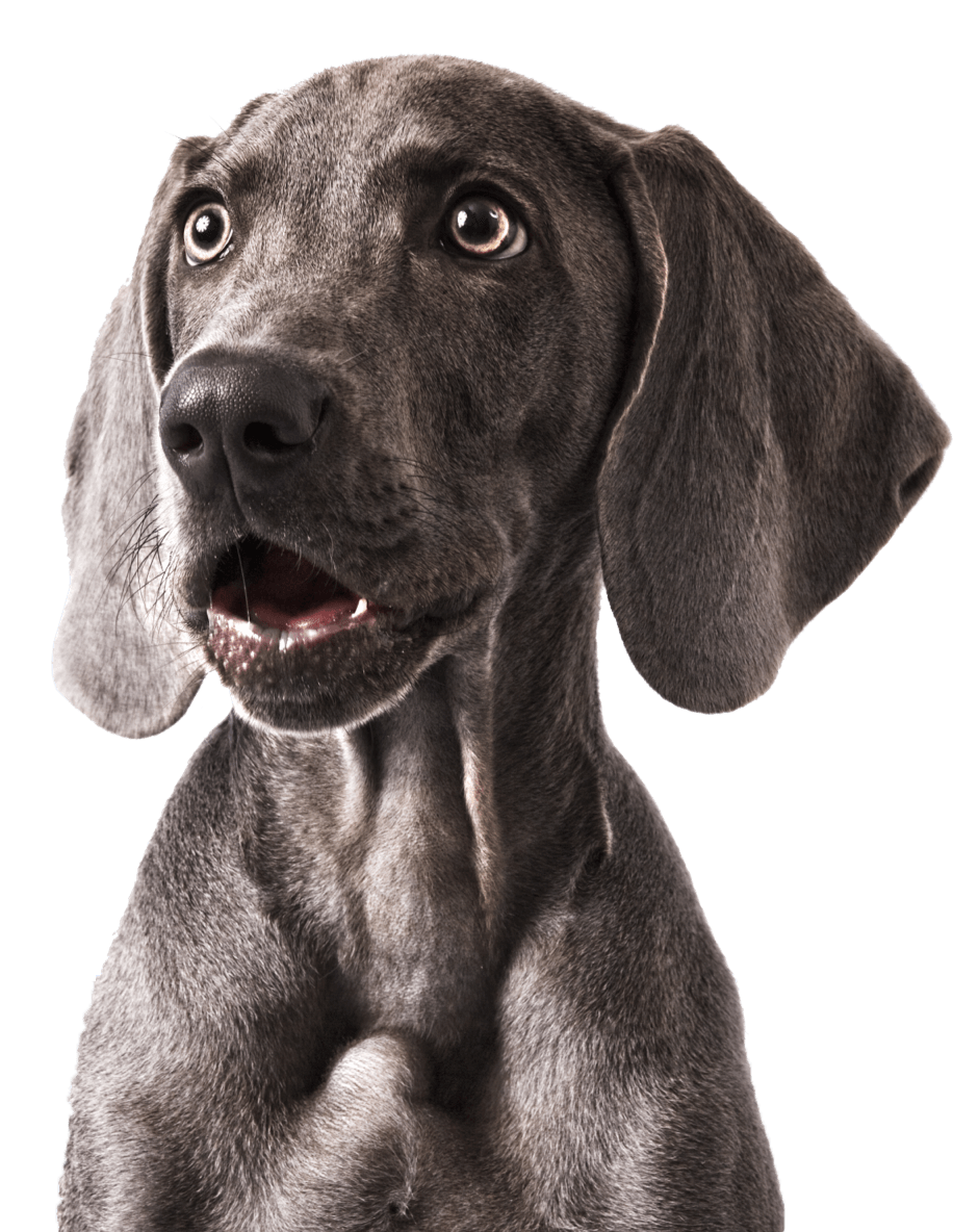 Happy dog at Petssible