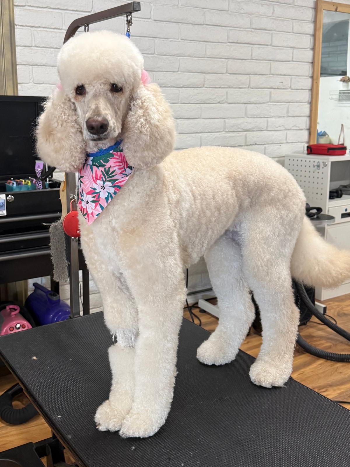 Freshly groomed poodle at Petssible in El Paso