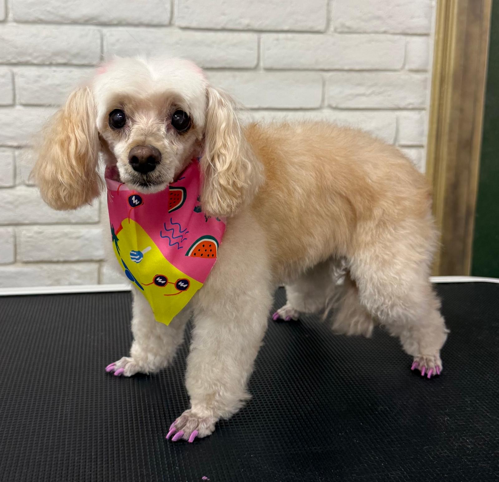 Freshly groomed dog at Petssible in El Paso