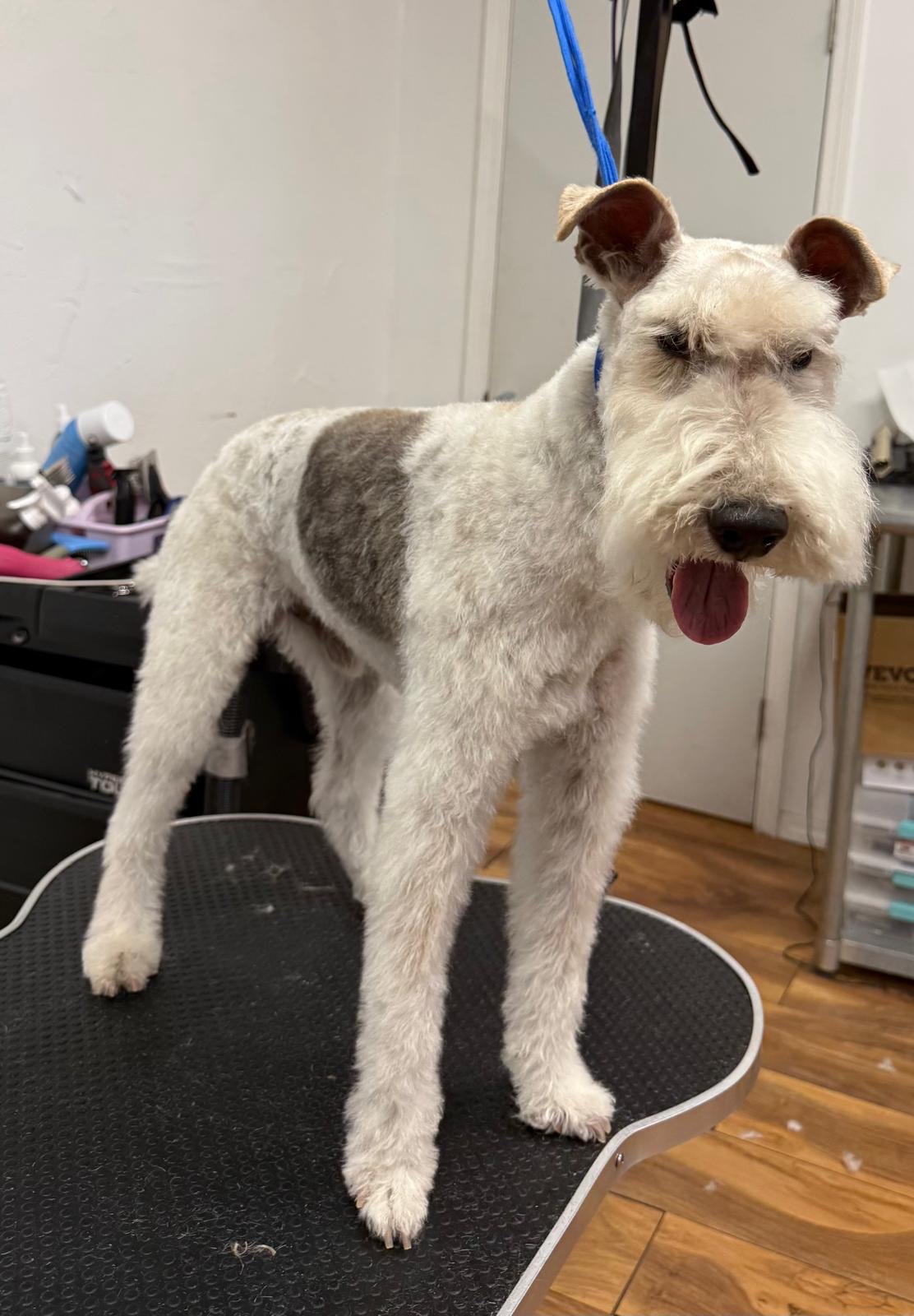 Freshly groomed terrier at Petssible in El Paso
