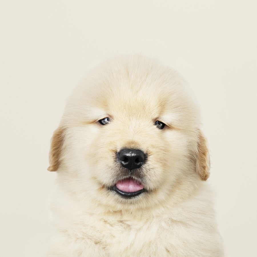 Fluffy puppy after a Petssible visit