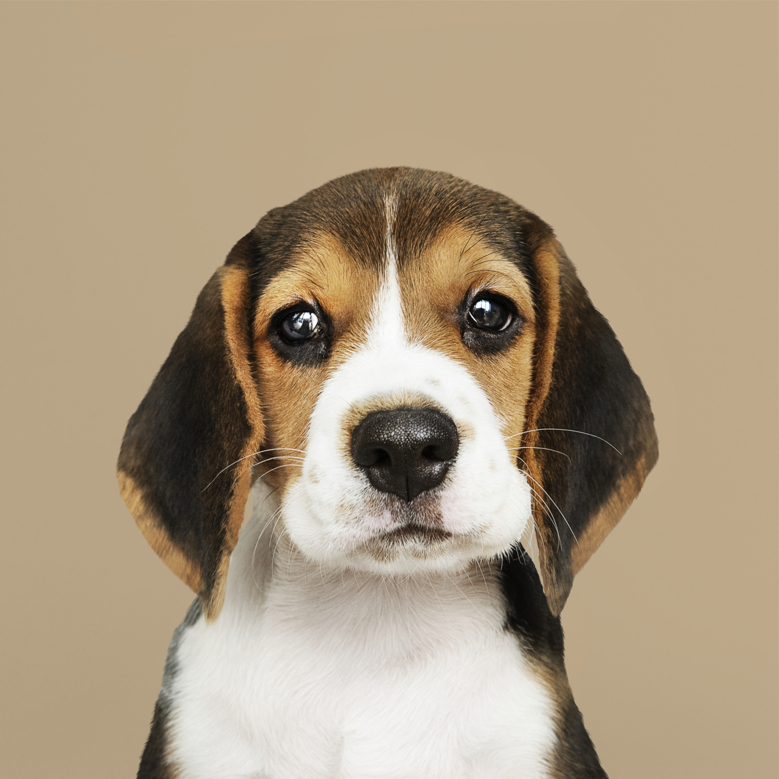 Beagle puppy at Petssible