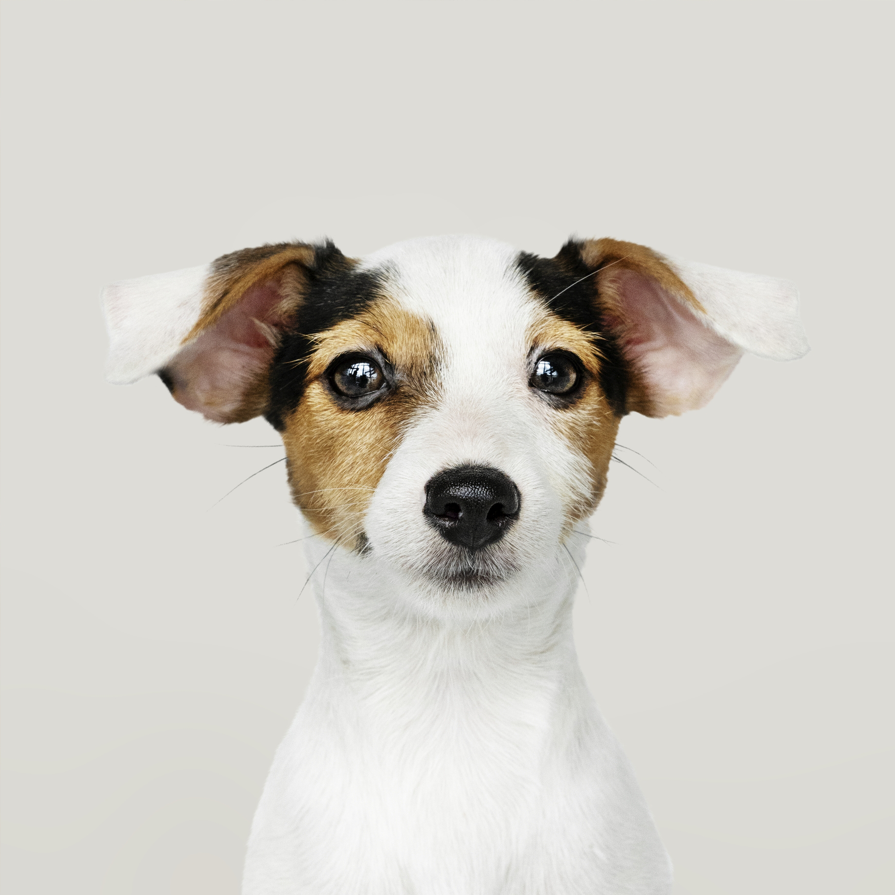 Terrier puppy at Petssible